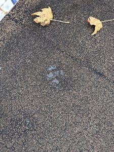 Significant Damage to Roofing Shingles - Deltona, FL - Rooftek